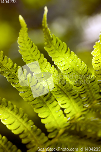 Image of leaves of a fern