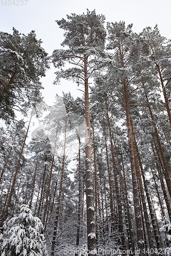 Image of Trees under the snow