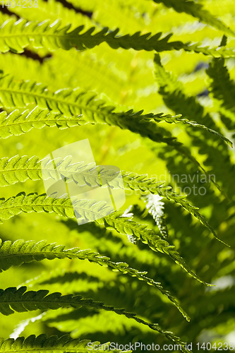 Image of leaves of a fern