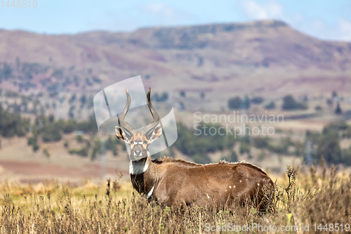 Image of Mountain nyala, Ethiopia, Africa wildlife