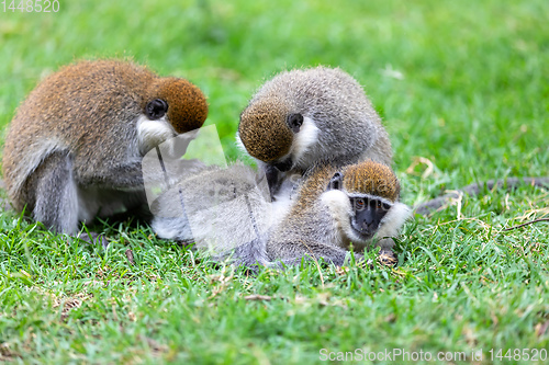 Image of Vervet monkey familyin Awasa, Ethiopia