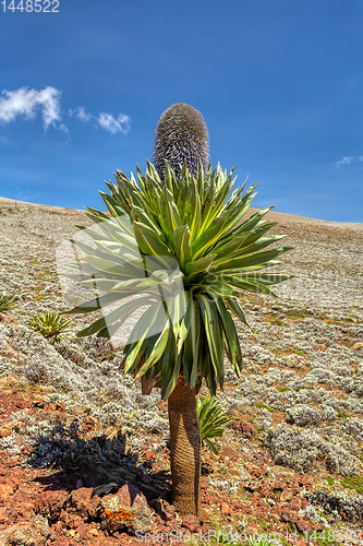 Image of giant Lobelia plant in Bale Mountain, Ethiopia