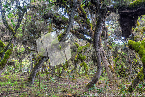 Image of Harenna Forest in Bale Mountains, Ethiopia