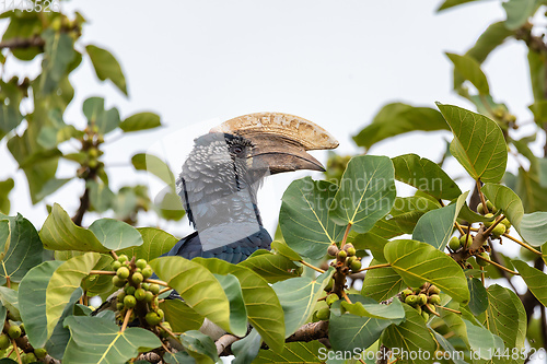 Image of bird, Silvery-cheeked Hornbill, Ethiopia wildlife