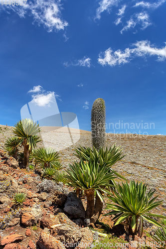 Image of giant Lobelia plant in Bale Mountain, Ethiopia