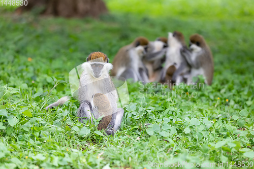 Image of Vervet monkey familyin Awasa, Ethiopia