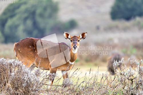 Image of Mountain nyala, Ethiopia, Africa wildlife