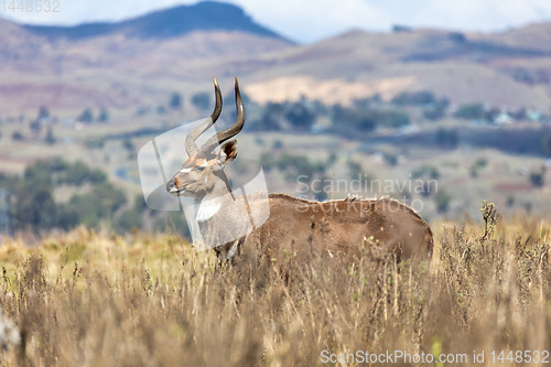 Image of Mountain nyala, Ethiopia, Africa wildlife