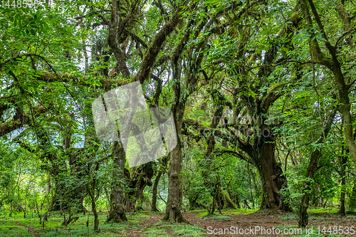 Image of Harenna Forest in Bale Mountains, Ethiopia