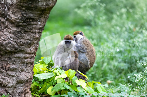Image of Vervet monkey familyin Awasa, Ethiopia