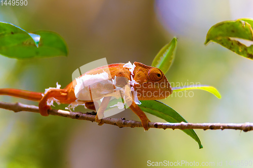 Image of Parson\'s chameleon, Madagascar Wildlife