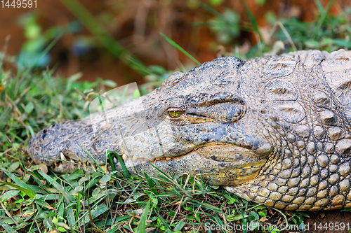 Image of Crocodile, Crocodylus niloticus, Madagascar