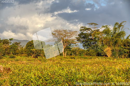 Image of Madagascar traditional wilderness landscape