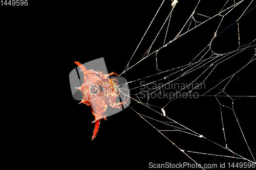 Image of Spiny orb-weaver or crab spider madagascar wildlife