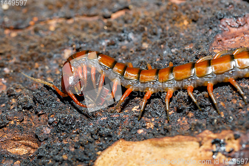 Image of centipede, Madagascar wildlife