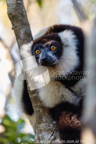 Image of Black-and-white ruffed lemur, Madagascar Wildlife