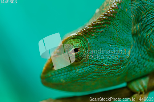 Image of Parson\'s chameleon, Madagascar Wildlife
