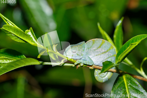 Image of Parson\'s chameleon, madagascar wildlife