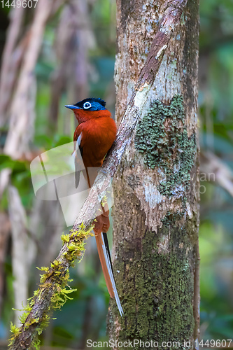 Image of Madagascar Paradise-flycatcher, Wildlife