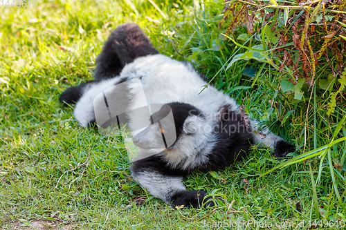 Image of Black-and-white ruffed lemur, Madagascar Wildlife