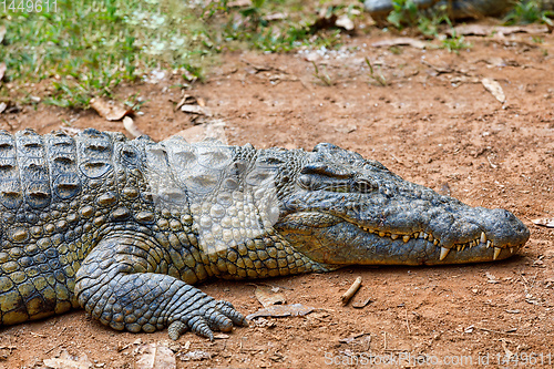 Image of Crocodile, Crocodylus niloticus, Madagascar