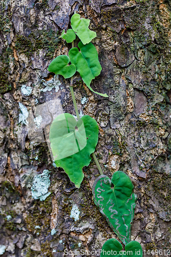 Image of small plant on trees in Madagascar rainforest