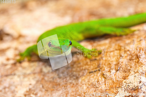 Image of Phelsuma madagascariensis, day gecko, Madagascar wildlife