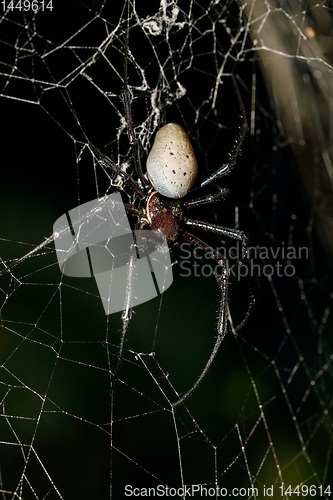 Image of white spider Nephilengys livida Madagascar wildlife
