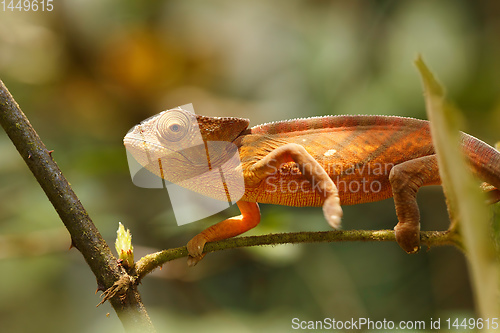 Image of Parson\'s chameleon, Madagascar Wildlife