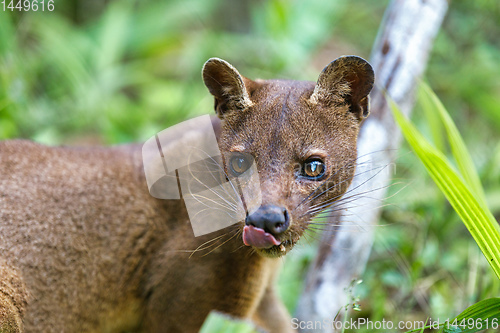 Image of carnivorous mammal Fossa, madagascar wildlife