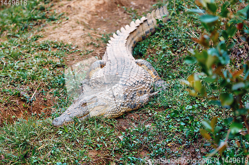 Image of Crocodile, Crocodylus niloticus, Madagascar