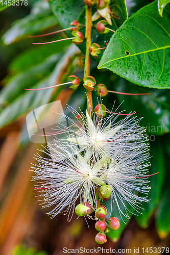 Image of Thilachium angustifolium Wild Chroma flower Madagascar