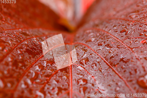 Image of water drops on red plant leaf