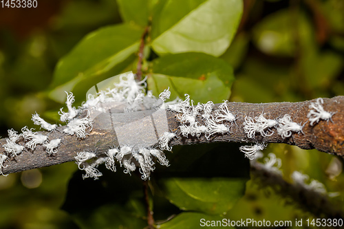 Image of Flatid planthopper nymph, Madagascar wildlife