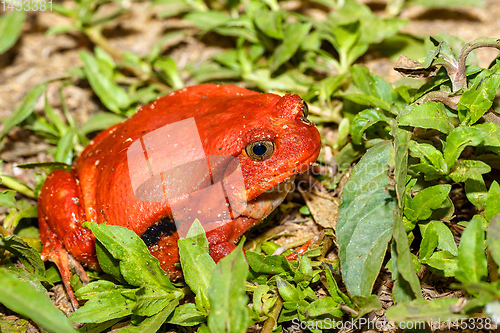 Image of big red Tomato frogs, Madagascar Wildlife