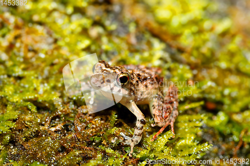 Image of Beautiful small frog Boophis Madagascar Wildlife