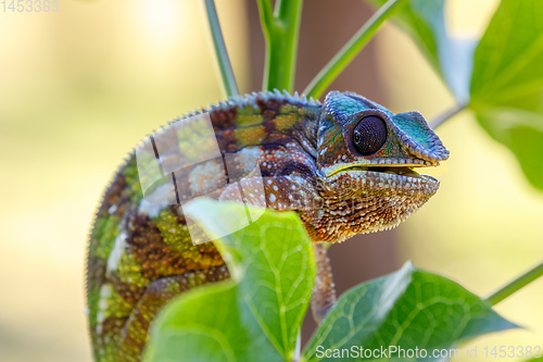 Image of panther chameleon, Masoala madagascar wildlife