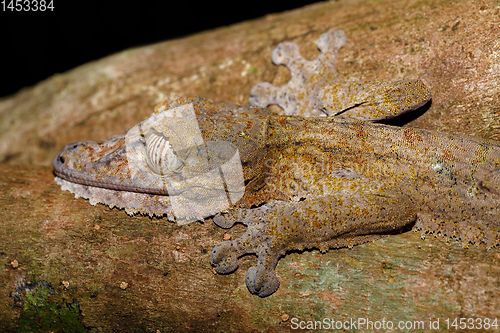Image of leaf-tailed gecko, Uroplatus fimbriatus, madagascar
