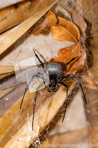 Image of giant white spider Nephilengys livida Madagascar