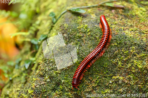 Image of Rainforest millipede Madagascar wildlife and wilderness