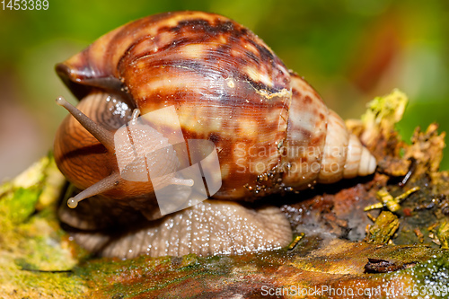 Image of African snail - madagascar. AAfrica wildlife