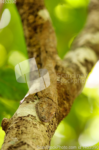 Image of leaf-tailed gecko, Uroplatus fimbriatus, madagascar