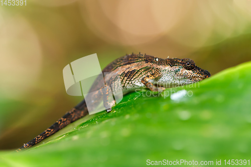 Image of small chameleon, Masoala, Madagascar wildlife