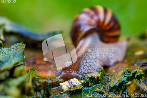 Image of African snail - madagascar. AAfrica wildlife