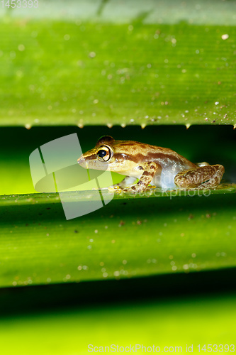 Image of Beautiful small frog Boophis Madagascar Wildlife