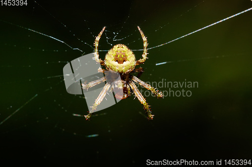 Image of orb-weaver spider spider, Madagascar wildlife