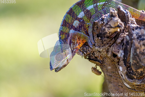 Image of panther chameleon, Masoala madagascar wildlife
