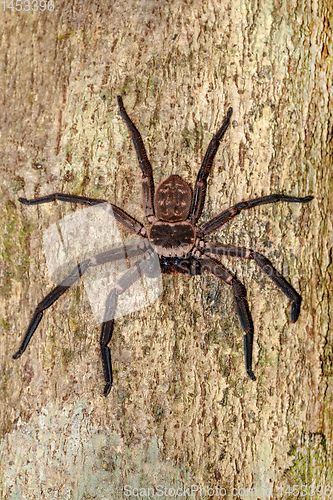 Image of giant huntsman spider on tree Madagascar