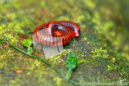 Image of Rainforest millipede Madagascar wildlife and wilderness