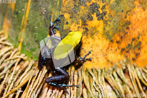 Image of frog Climbing Mantella, Madagascar wildlife